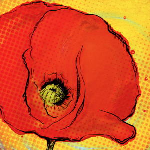poppy1